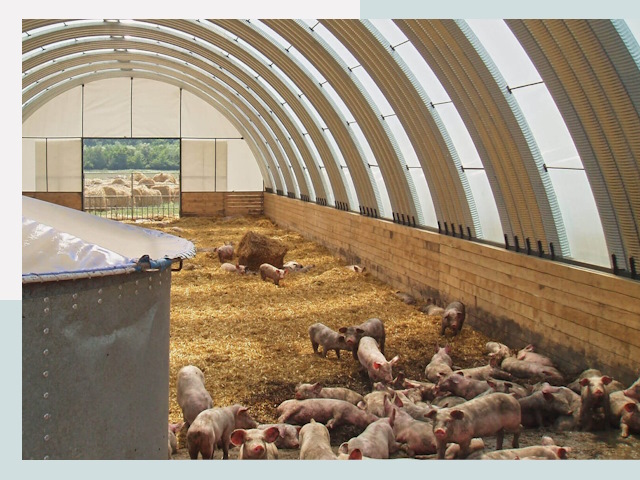 Строительство свинарников в Чебаркуле